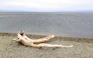 Андрей Масалович