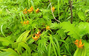 Андрей Масалович