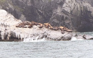 Андрей Масалович