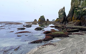 Андрей Масалович Курилы, Птичьи острова июль 2025