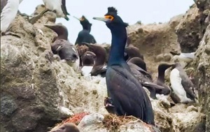 Андрей Масалович