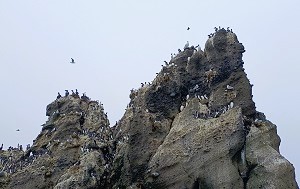 Андрей Масалович