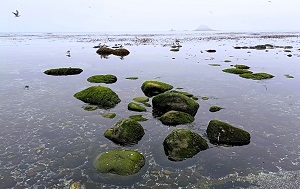 Андрей Масалович