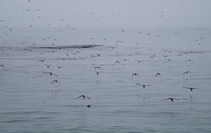 Андрей Масалович