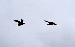 Андрей Масалович