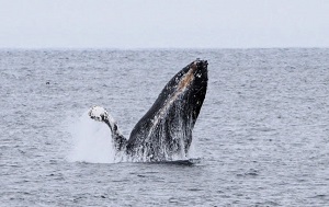 Андрей Масалович