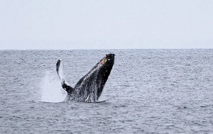 Андрей Масалович