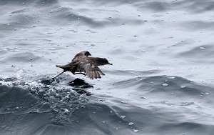 Андрей Масалович
