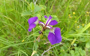 Андрей Масалович