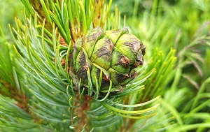 Андрей Масалович