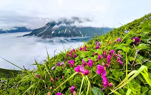 Андрей Масалович