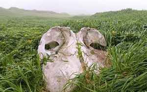 Андрей Масалович