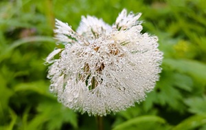 Андрей Масалович