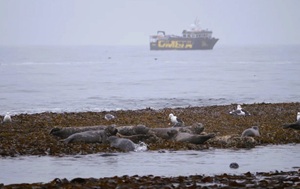 Андрей Масалович