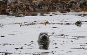 Андрей Масалович