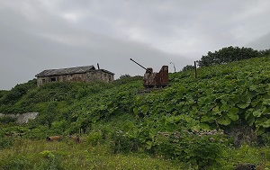 Андрей Масалович