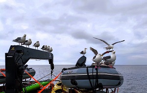 Андрей Масалович