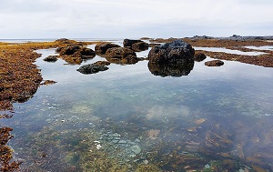 Андрей Масалович