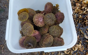 Андрей Масалович