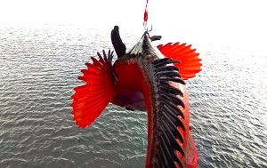 Андрей Масалович