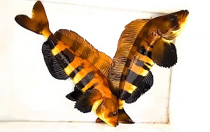 Андрей Масалович