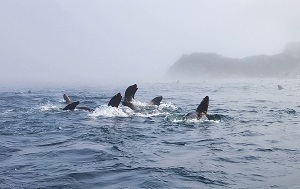 Андрей Масалович