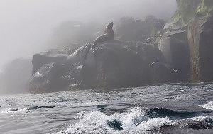 Андрей Масалович