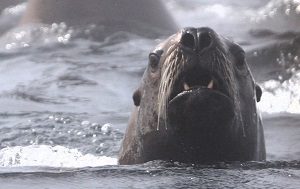 Андрей Масалович