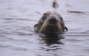 Андрей Масалович