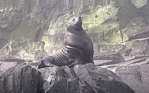 Андрей Масалович Курилы, остров Уруп июль 2025