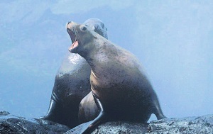 Андрей Масалович