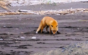 Андрей Масалович
