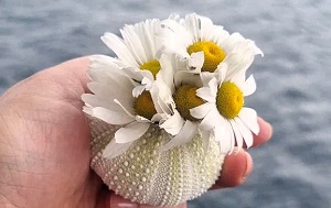 Андрей Масалович