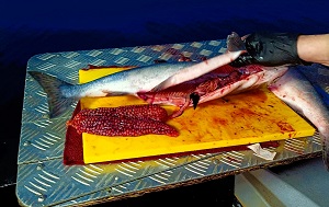 Андрей Масалович