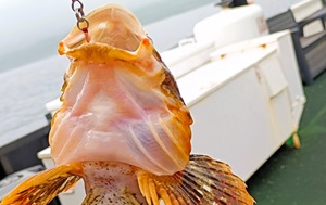 Андрей Масалович