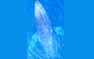 Андрей Масалович