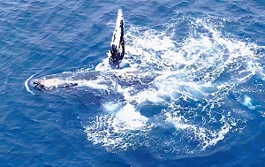 Андрей Масалович