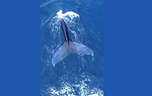 Андрей Масалович