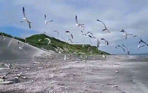 Андрей Масалович