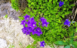 Андрей Масалович