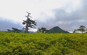 Андрей Масалович