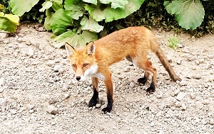 Андрей Масалович