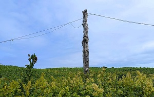 Андрей Масалович
