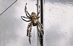 Андрей Масалович