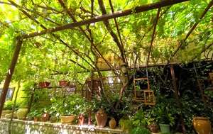 Андрей Масалович