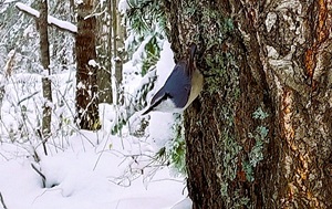 Андрей Масалович
