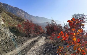 Андрей Масалович