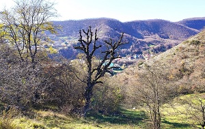 Андрей Масалович