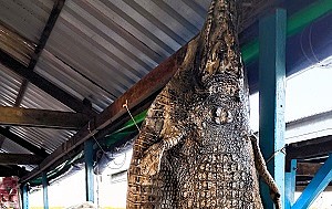 Андрей Масалович