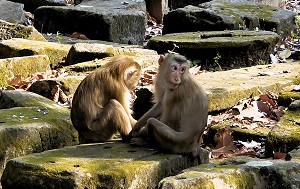 Андрей Масалович